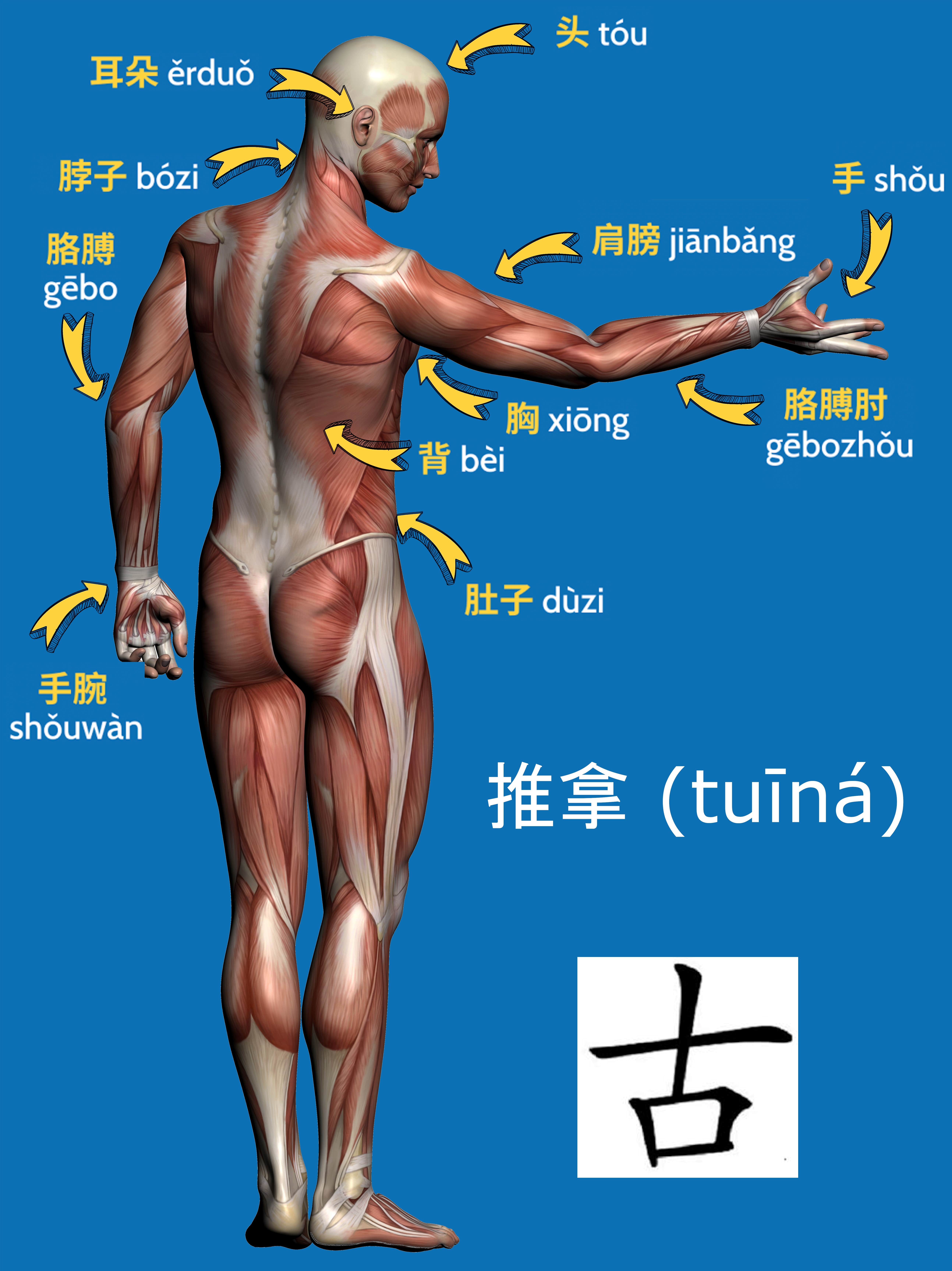 Chinese Traditional Massages explanation of body parts in Mandarin 